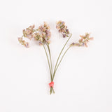 Everlasting Sweet Peas, British, Organic, Natural mauve/cream, Bunch x 5