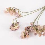 Everlasting Sweet Peas, British, Organic, Natural mauve/cream, Bunch x 5