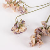 Everlasting Sweet Peas, British, Organic, Natural mauve/cream, Bunch x 5