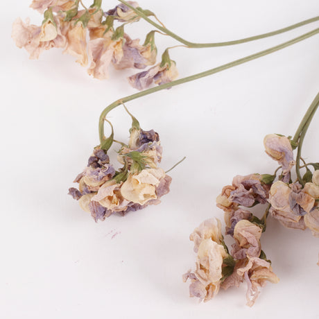 Everlasting Sweet Peas, British, Organic, Natural mauve/cream, Bunch x 5