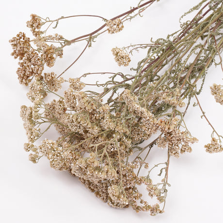 Achillea, British, Organic, Natural White, 60-80cm, Bunch 5