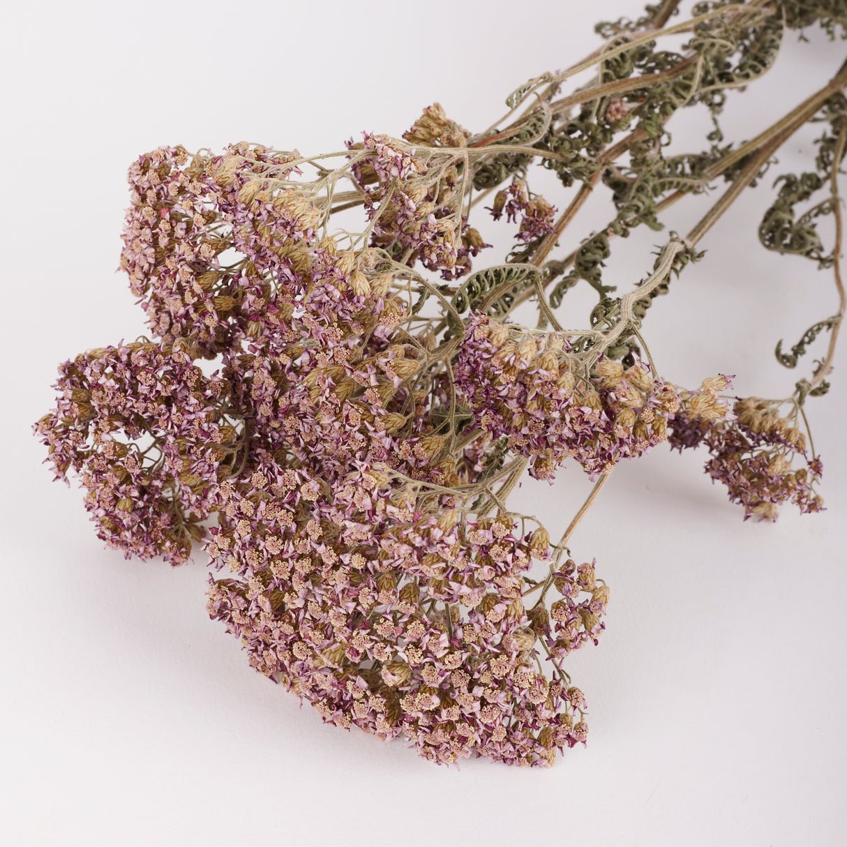 Achillea colorado, British, Organic, Natural Lilac/Purple, 60-80cm, Bunch 5