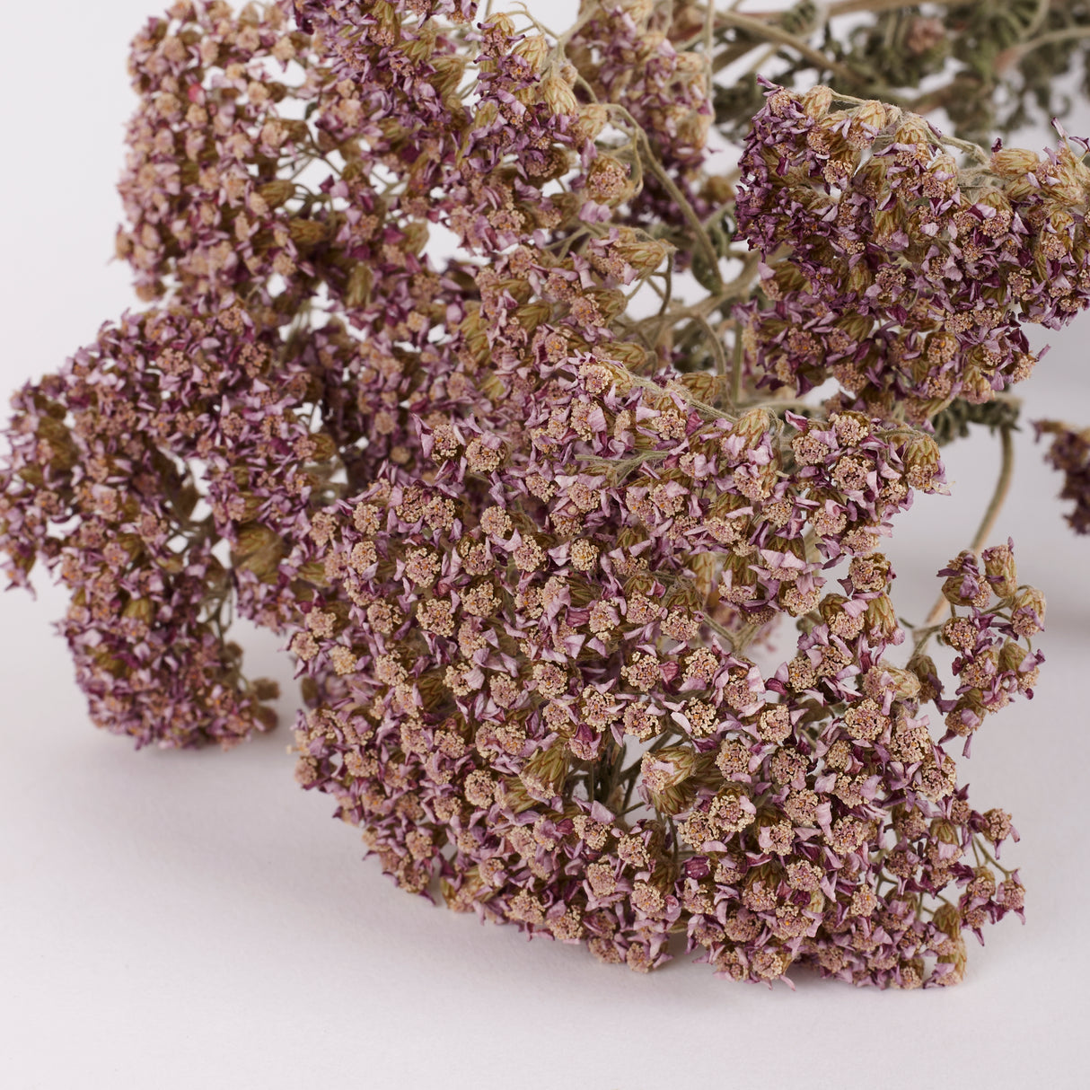Achillea colorado, British, Organic, Natural Lilac/Purple, 60-80cm, Bunch 5