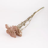 Achillea colorado, British, Organic, Natural Lilac/Purple, 60-80cm, Bunch 5