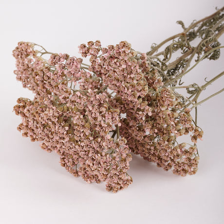 Achillea colorado, British, Organic, Natural Lilac/Purple, 60-80cm, Bunch 5