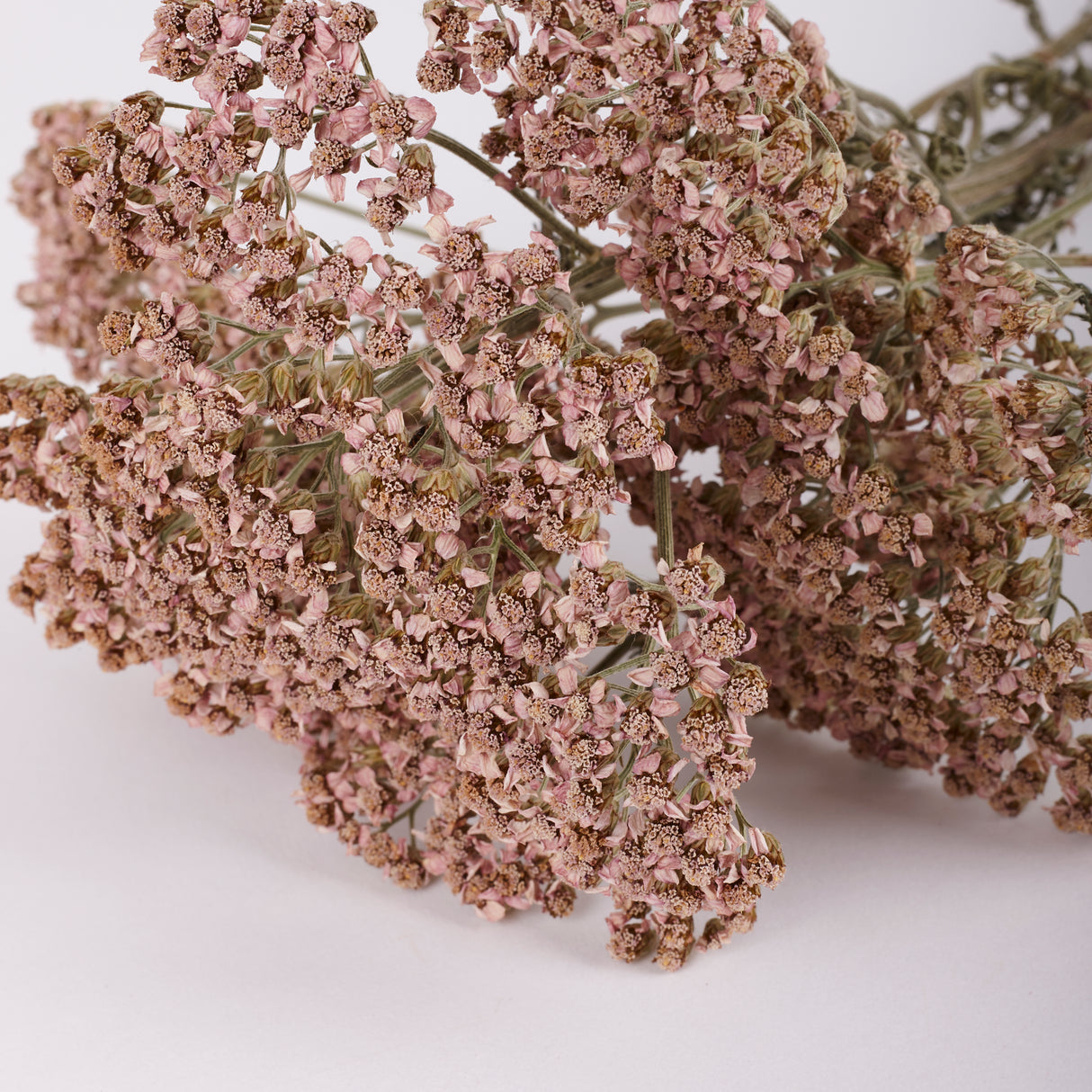 Achillea colorado, British, Organic, Natural Lilac/Purple, 60-80cm, Bunch 5