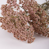 Achillea colorado, British, Organic, Natural Lilac/Purple, 60-80cm, Bunch 5