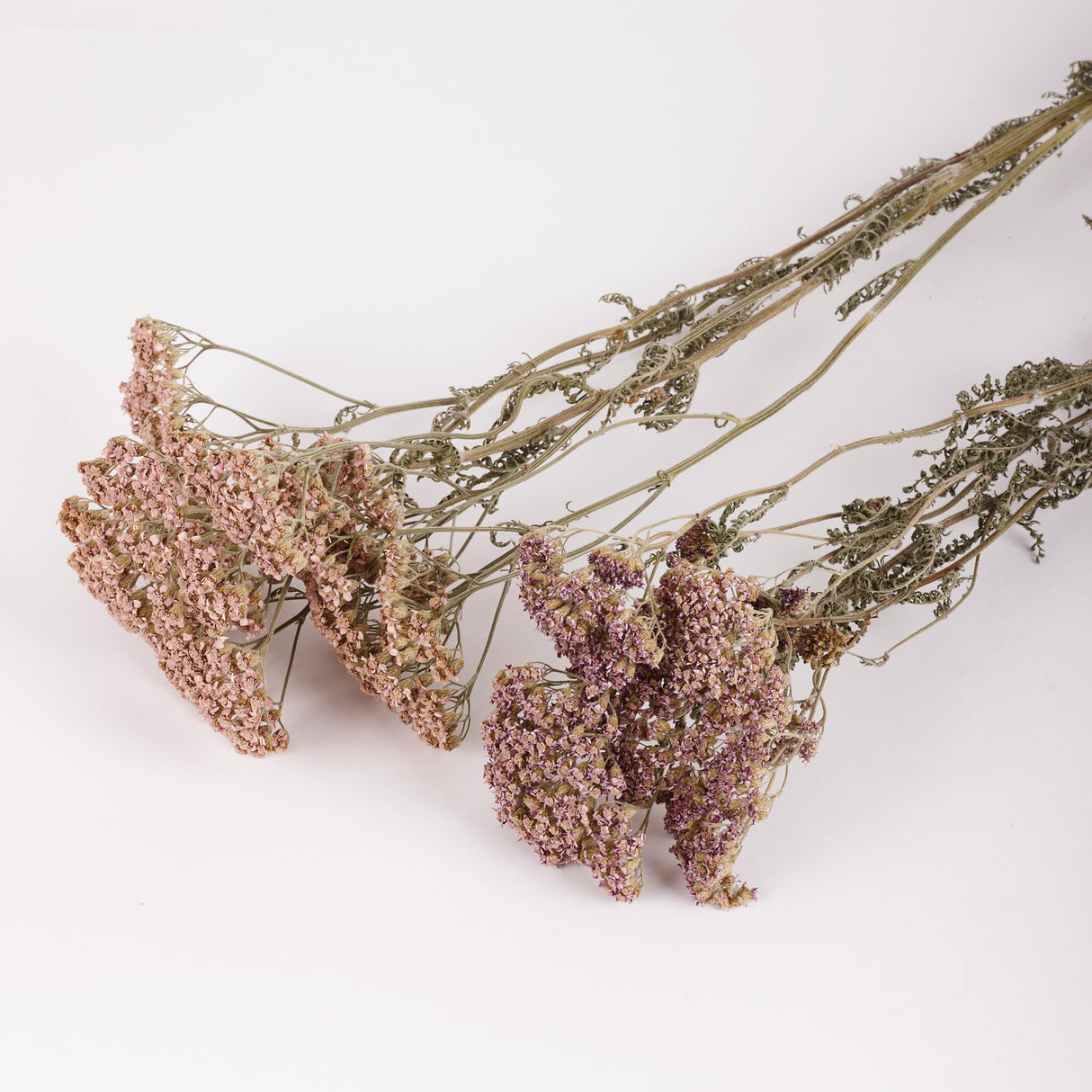 Achillea colorado, British, Organic, Natural Lilac/Purple, 60-80cm, Bunch 5