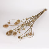 Teasels, British, Organic, Natural Green, Bunch