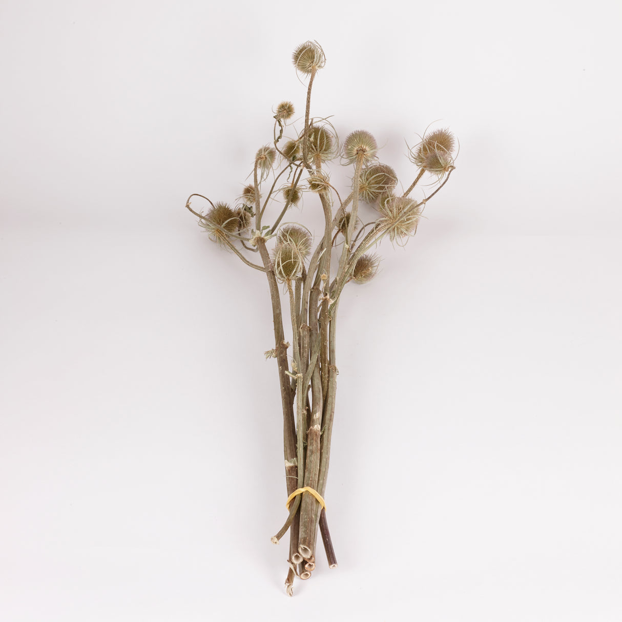 Teasels, British, Organic, Natural Green, Bunch