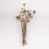 Teasels, British, Organic, Natural Green, Bunch