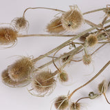 Teasels, British, Organic, Natural Green, Bunch
