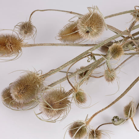 Teasels, British, Organic, Natural Green, Bunch