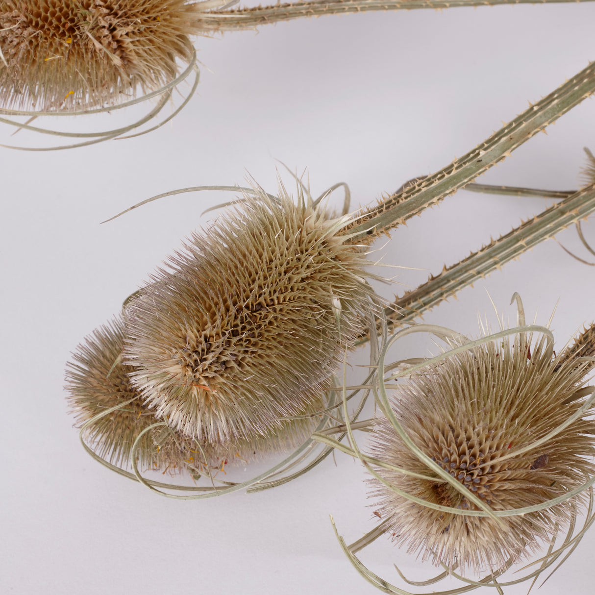 Teasels, British, Organic, Natural Green, Bunch