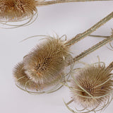 Teasels, British, Organic, Natural Green, Bunch