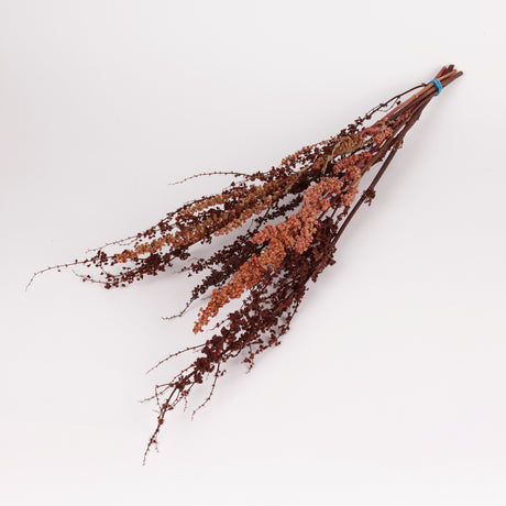 Rumex, British, Organic, Natural Brown, Bunch