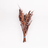 Rumex, British, Organic, Natural Brown, Bunch