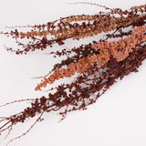 Rumex, British, Organic, Natural Brown, Bunch