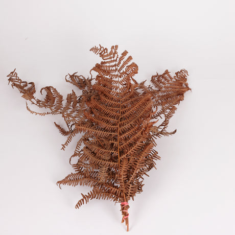 Bracken, British, Organic, Natural Brown, Bunch x 5 30-50cm