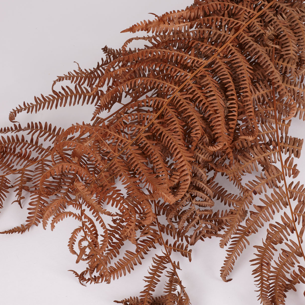 Bracken, British, Organic, Natural Brown, Bunch x 5 30-50cm