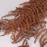 Bracken, British, Organic, Natural Brown, Bunch x 5 30-50cm