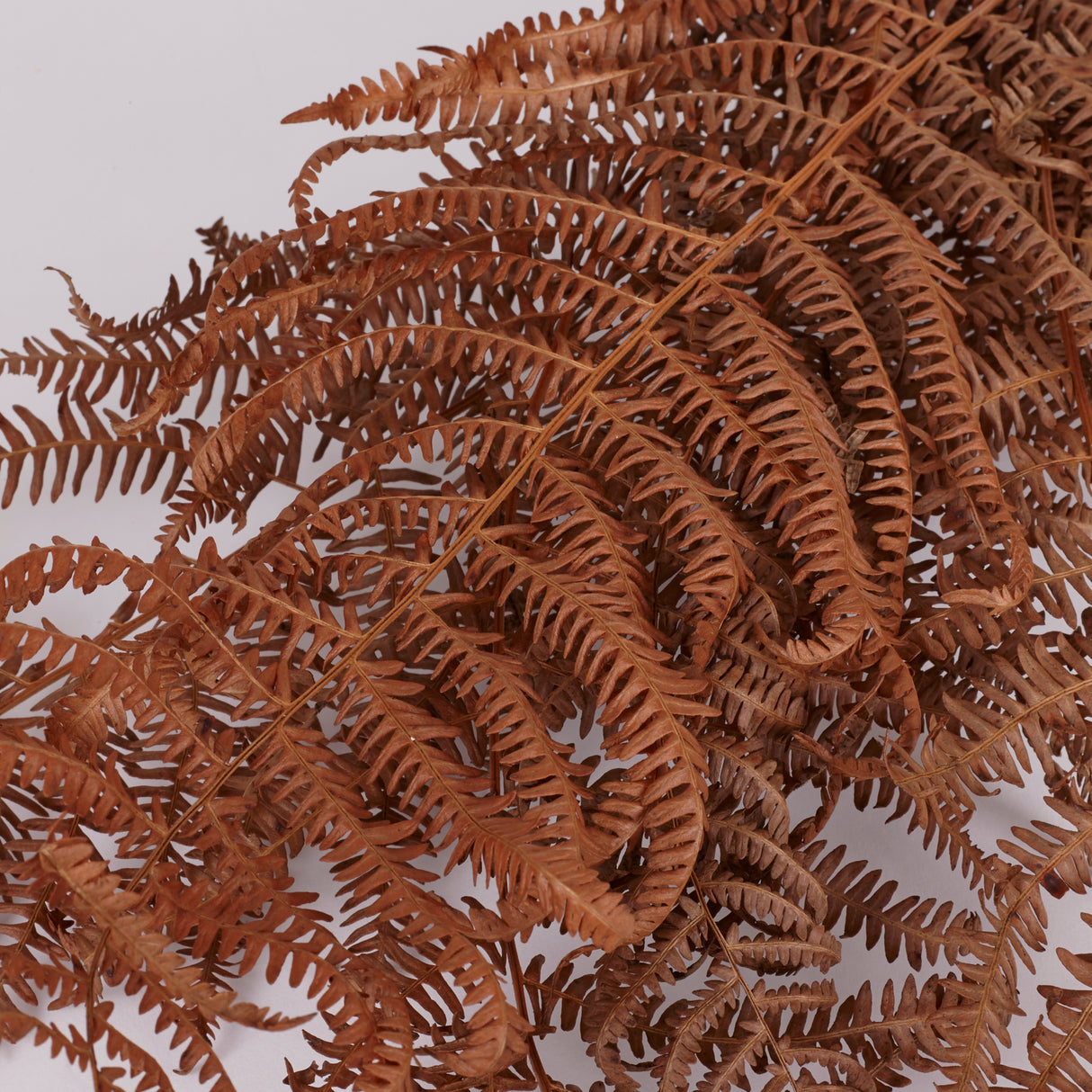 Bracken, British, Organic, Natural Brown, Bunch x 5 30-50cm