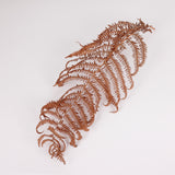 Bracken, British, Organic, Natural Brown, Bunch x 5 30-50cm