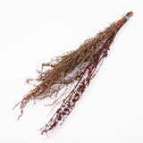 Sheep's Sorrel, Organic, Natural Green / Brown Mix, Bunch x 10 Stems