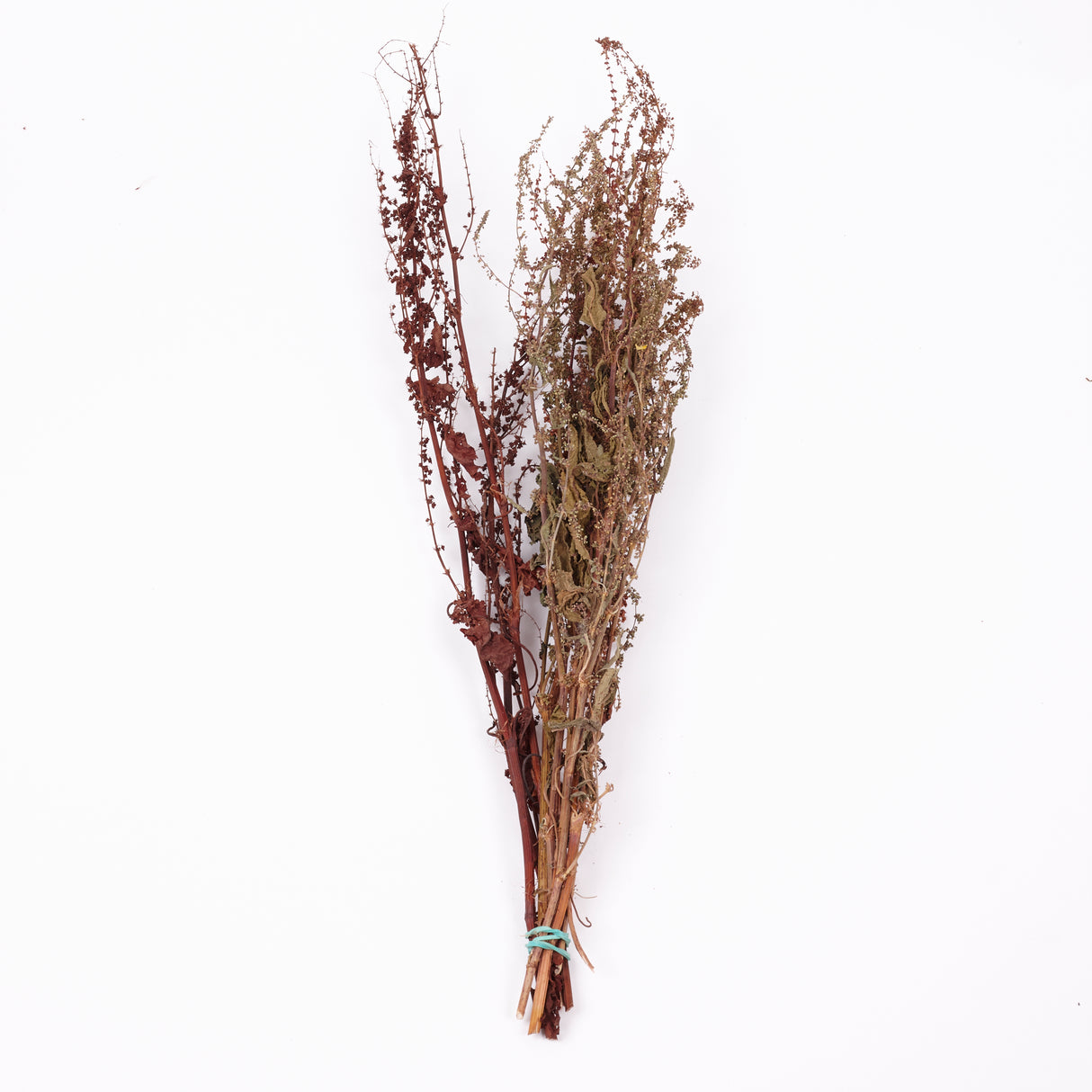Sheep's Sorrel, Organic, Natural Green / Brown Mix, Bunch x 10 Stems