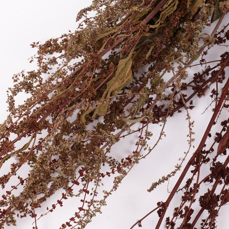 Sheep's Sorrel, Organic, Natural Green / Brown Mix, Bunch x 10 Stems