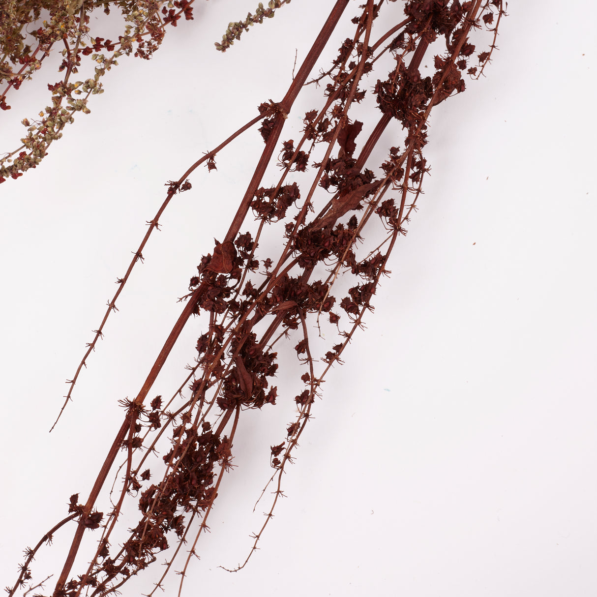 Sheep's Sorrel, Organic, Natural Green / Brown Mix, Bunch x 10 Stems