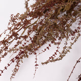 Sheep's Sorrel, Organic, Natural Green / Brown Mix, Bunch x 10 Stems