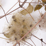 Old Man's Beard, Organic, Natural White Seed Heads, Bunch