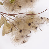 Old Man's Beard, Organic, Natural White Seed Heads, Bunch