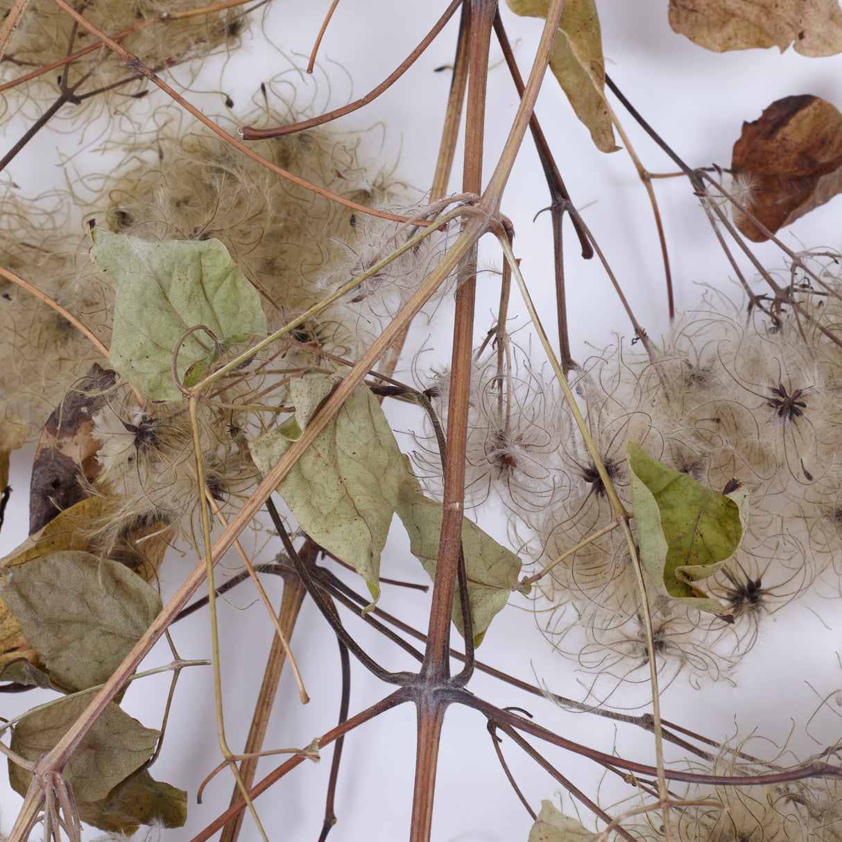 Old Man's Beard, Organic, Natural White Seed Heads, Bunch