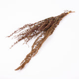 Rumex, British, Organic, Autumnal Green, Bunch