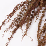 Rumex, British, Organic, Autumnal Green, Bunch