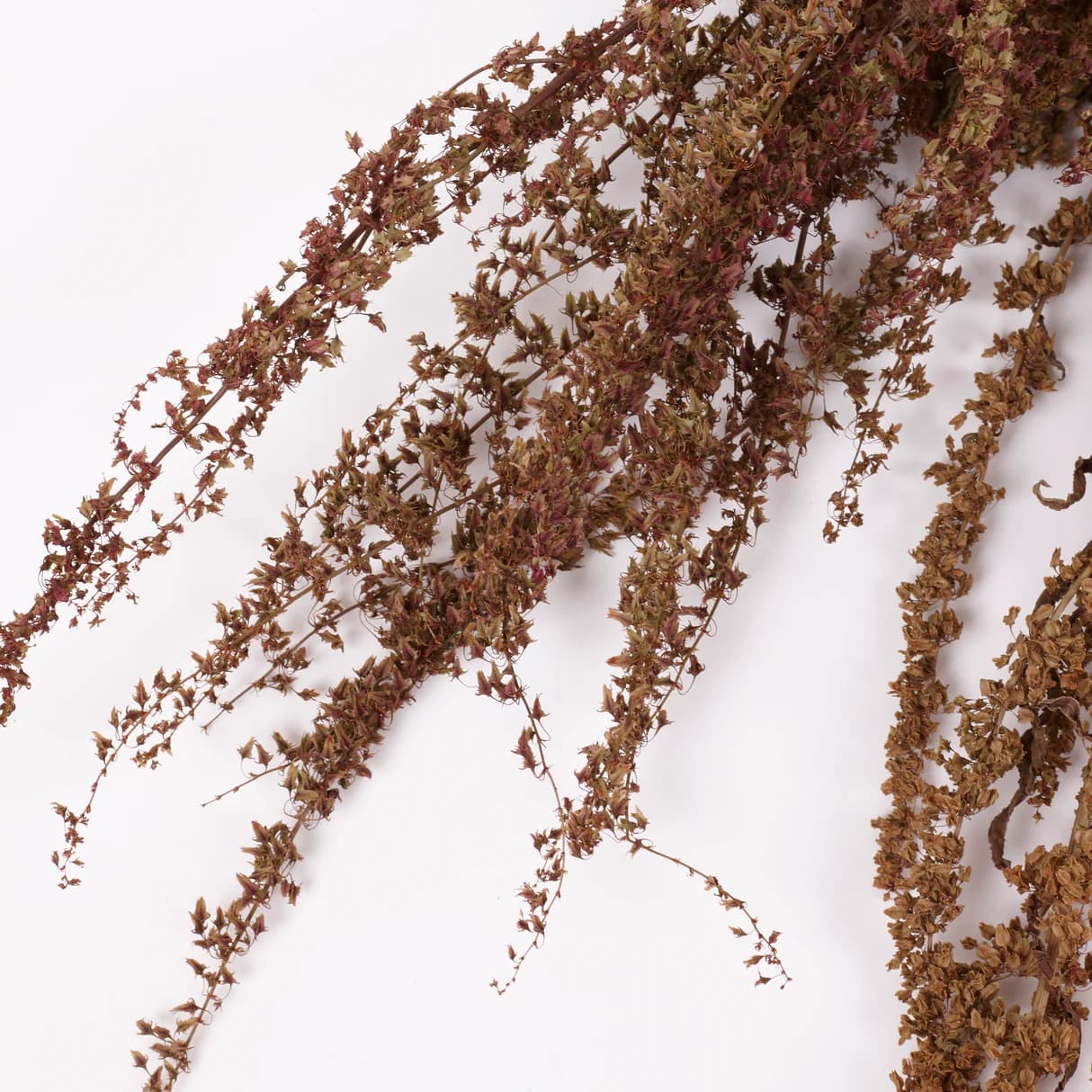 Rumex, British, Organic, Autumnal Green, Bunch