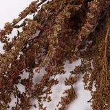 Rumex, British, Organic, Autumnal Green, Bunch