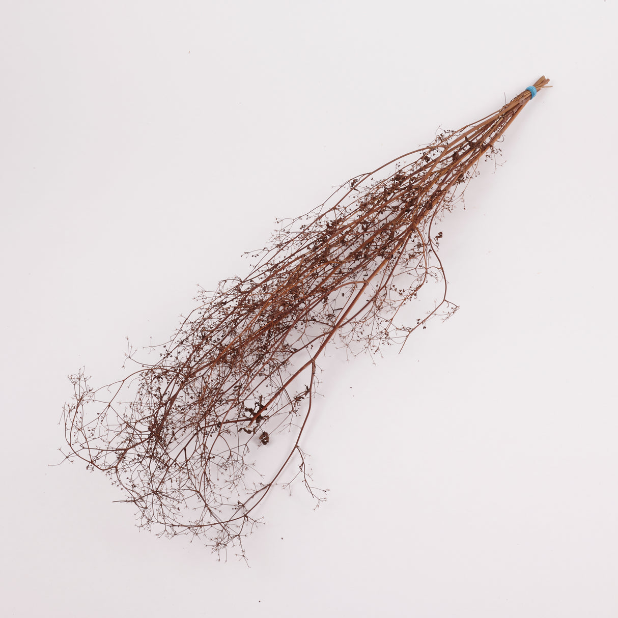 Stone Parsley, British, 80 - 100cm, bunch x 5 stems