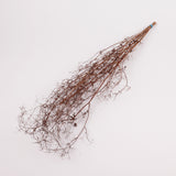 Stone Parsley, British, 80 - 100cm, bunch x 5 stems