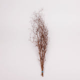 Stone Parsley, British, 80 - 100cm, bunch x 5 stems