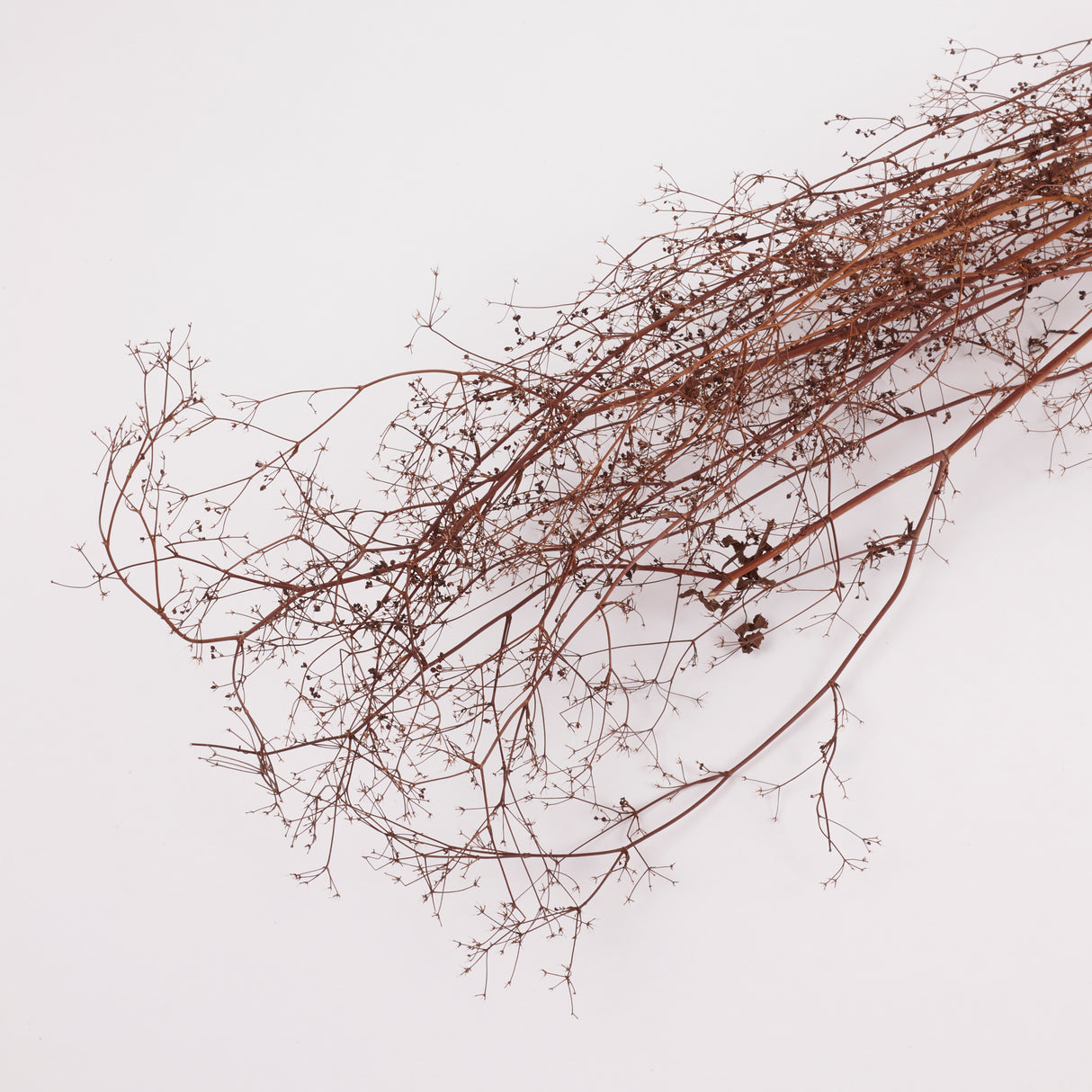 Stone Parsley, British, 80 - 100cm, bunch x 5 stems