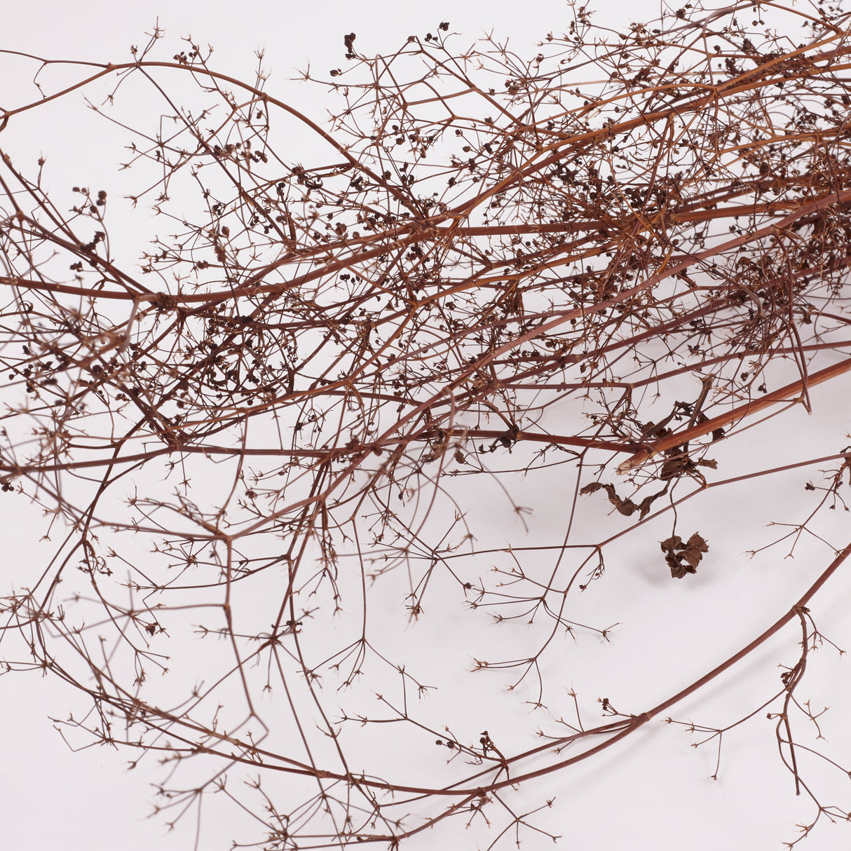 Stone Parsley, British, 80 - 100cm, bunch x 5 stems