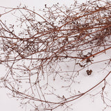 Stone Parsley, British, 80 - 100cm, bunch x 5 stems