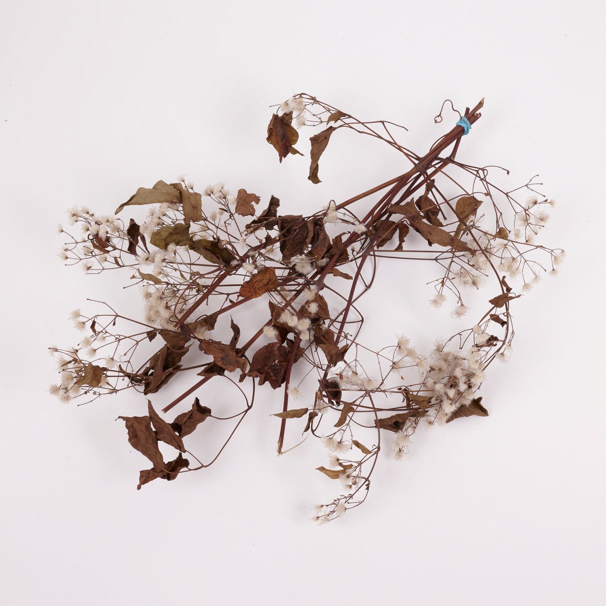 Old Man's Beard, Organic, Natural White Seed Heads, 30-40cm Bunch