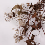 Old Man's Beard, Organic, Natural White Seed Heads, 30-40cm Bunch