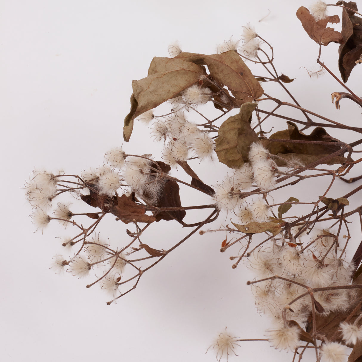 Old Man's Beard, Organic, Natural White Seed Heads, 30-40cm Bunch