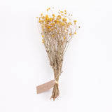Buttercups, British, Organic, Natural Yellow, 45-55cm x 20