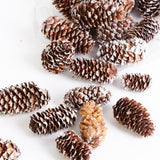 Mini Spruce Cones, Natural and Dried, White Tip Finish, 180g